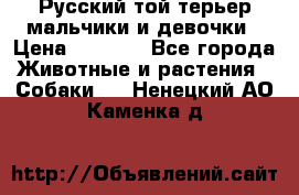 Русский той-терьер мальчики и девочки › Цена ­ 8 000 - Все города Животные и растения » Собаки   . Ненецкий АО,Каменка д.